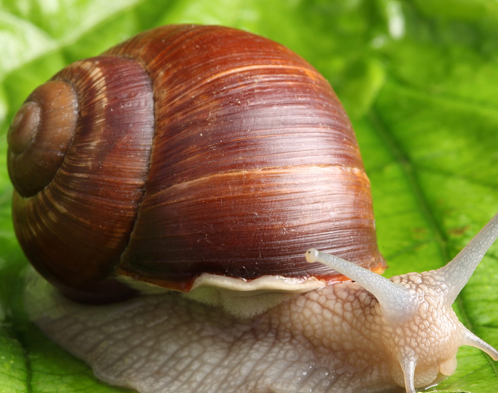 brown snail HD wallpaper